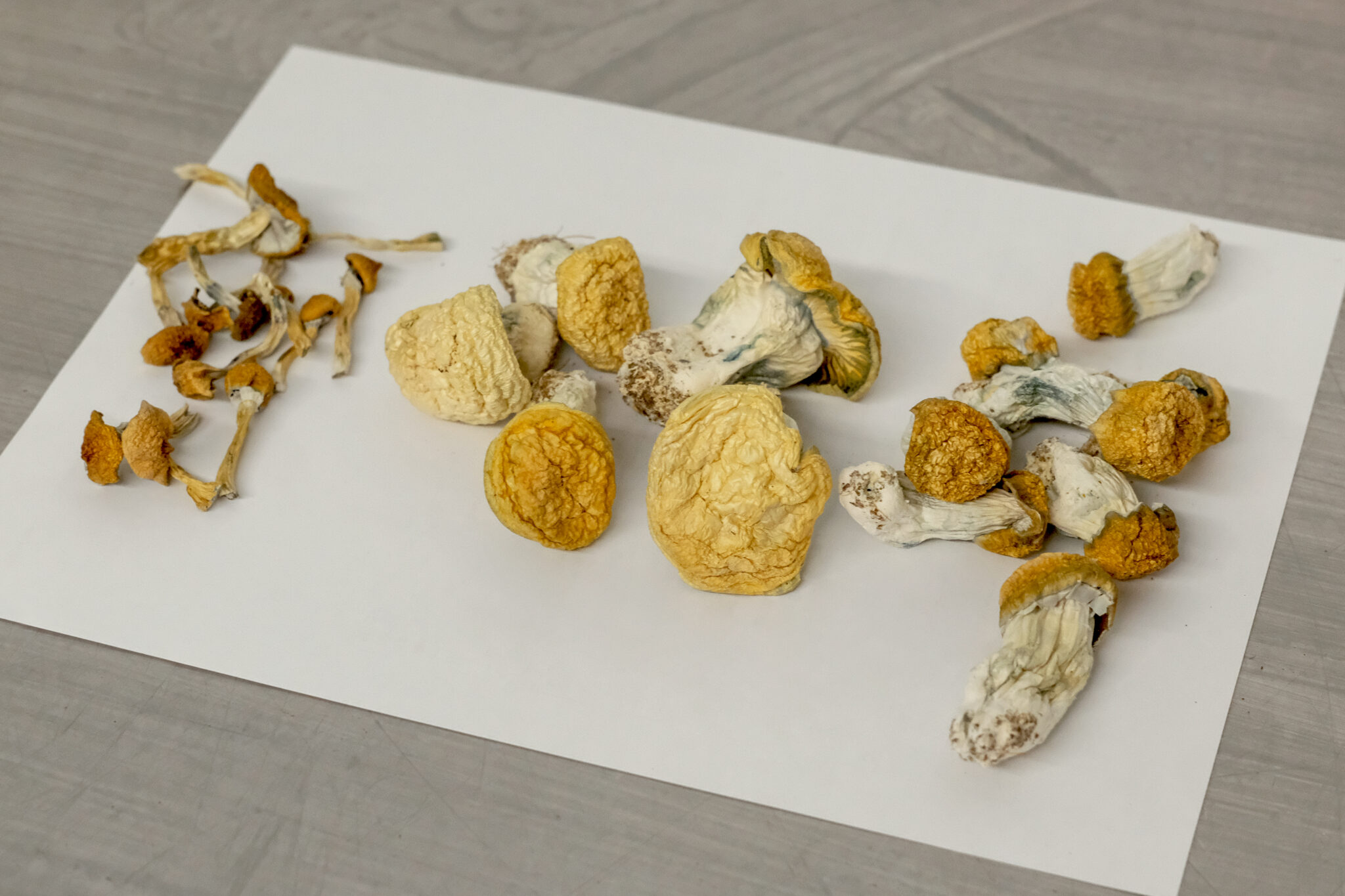  Magic Mushrooms