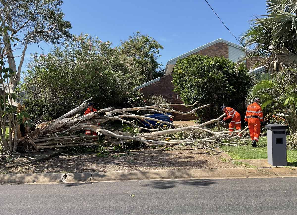 Professional Tree Care